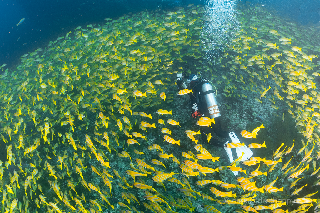 Diving Expedition • 7 Days • 6 Nights